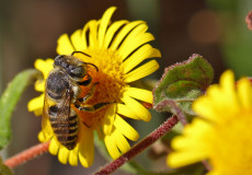 Megachile centuncularis
