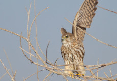 Bozdoğan (Falco columbarius)