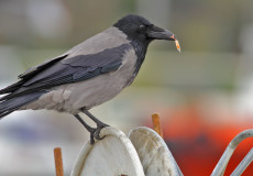 Leş kargası (Corvus cornix)