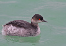 Karaboyunlu batağan (Podiceps nigricollis)
