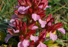Dilkırık (Orchis papilionacea subsp. messenica (Renz) Kreutz)