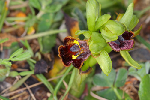kedigözü-Ophrys fusca subsp. fusca 2