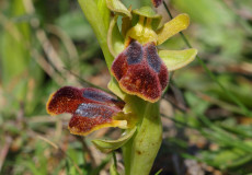 kedigözü (Ophrys fusca subsp. fusca)