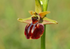 Kedikulağı (Ophrys mammosa subsp)