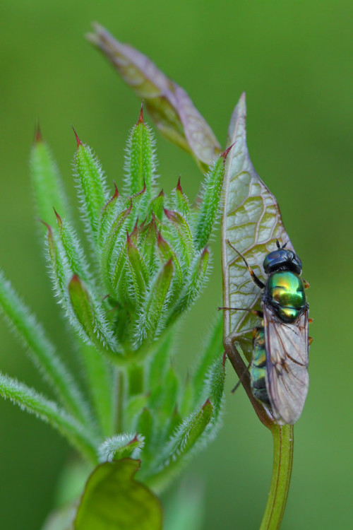 Chloromyia formosa 2