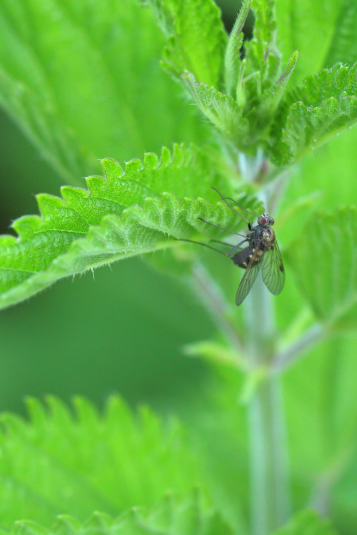 Chrysopilus cristatus 2