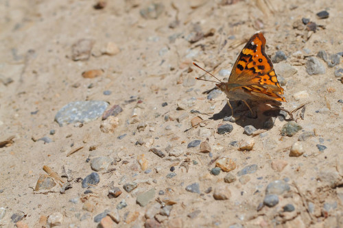 anadolu-şehzadesi-2