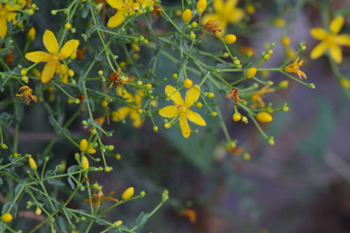 Hypericum triquetrifolium (Pırpırotu) 2
