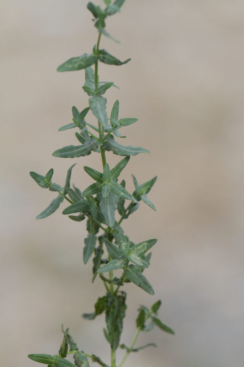 Hypericum triquetrifolium (Pırpırotu) 3