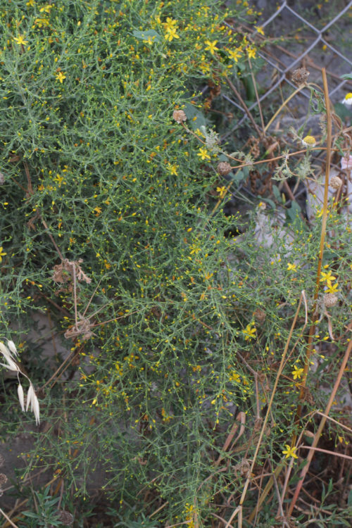 Hypericum triquetrifolium (Pırpırotu) 4