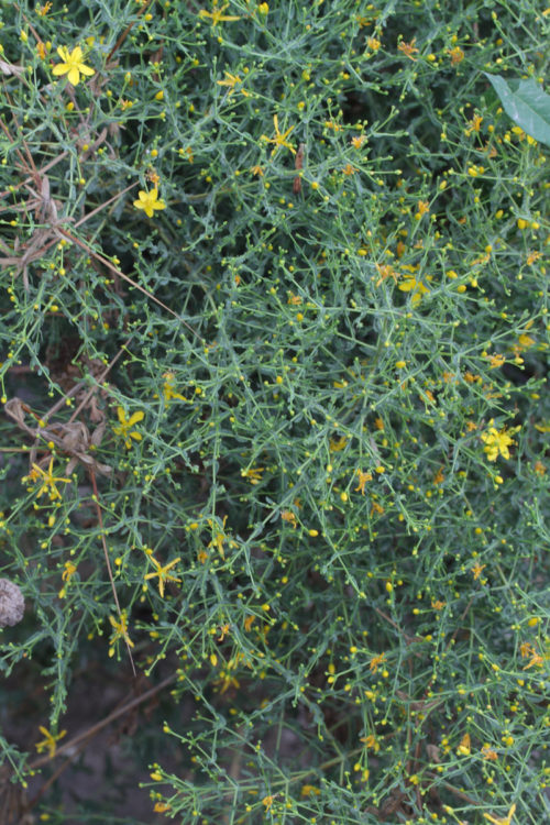 Hypericum triquetrifolium (Pırpırotu) 5