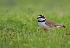 Halkalı küçük cılıbıt (Charadrius dubius)