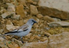 Kar Serçesi ( Montifringilla )