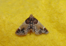 Pyralis farinalis (Un Güvesi)