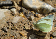 Dağ Beyazmeleği  (Pieris ergane)