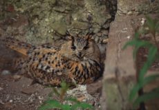 Puhu (Eurasian Eagle Owl)
