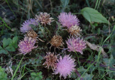 Cirsium rhizocephalum ssp. sinuatum