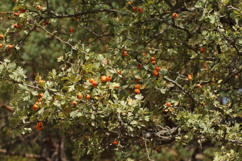 Crataegus-orientalis-subsp.-szovitsii-(Koyun-Alıcı)-2