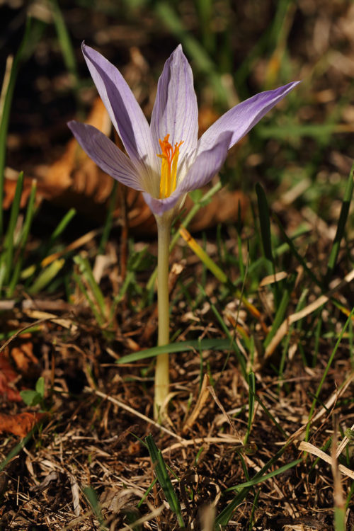 Crocus speciosus subsp. speciosus (Çayır Çiğdemi) 1