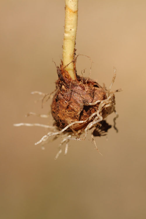 Crocus speciosus subsp. speciosus (Çayır Çiğdemi) 2