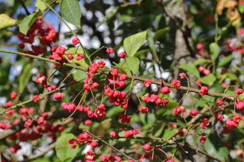 Euonymus-europeaus-(iğcik-ağacı)