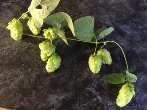 Humulus lupulus (Şerbetçiotu)