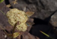 Hylotelephium telephium (Mandakulağı)