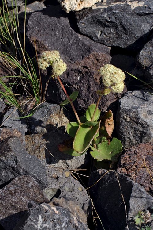 Hylotelephium telephium (Mandakulağı) 2