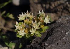 Phedimus spurius (al pisikulağı)