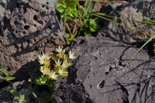 Phedimus spurius (al pisikulağı) 2