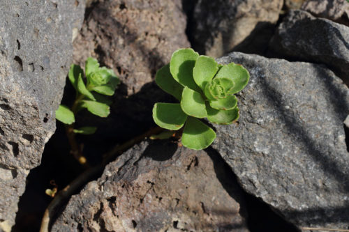 Phedimus spurius (al pisikulağı) 3