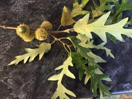 Quercus cerris (Saçlı meşe)