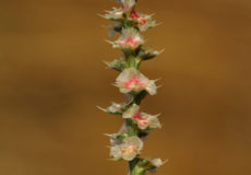 Salsola kali (Döngele)