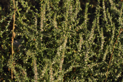 Salsola nitraria 1