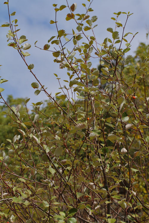 Sorbus umbellata var. umbellata (geyik elması) 3